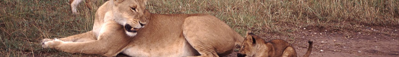 Photograph of Kenya